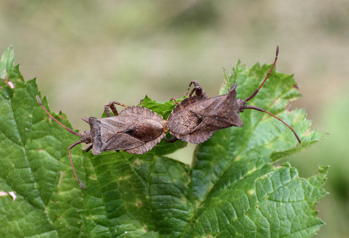 coppia di Coreus marginatus